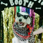 Small white dog in sungalsses and a scarf