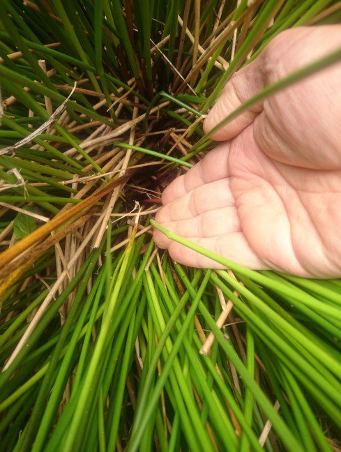 Harvesting rush clump