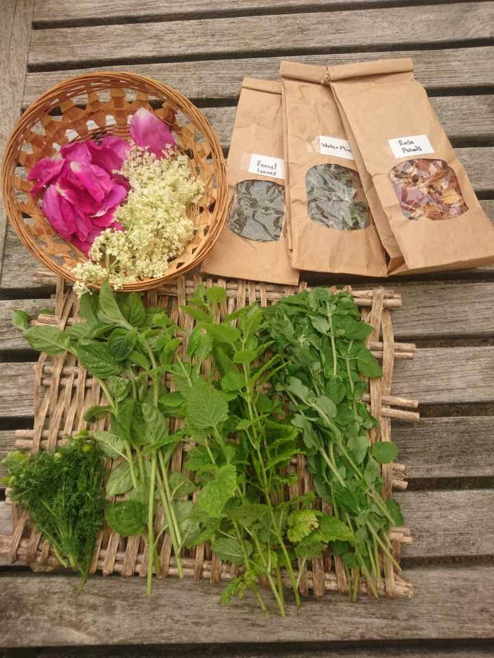 A selection of wild foraged teas