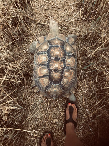Tortoise from above