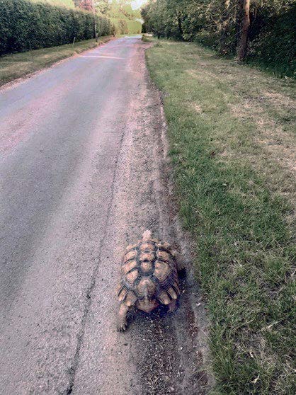 Tortoise walking next to a countyry road