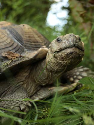 Tortoise portrait