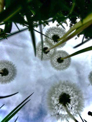 Looking up into daffodil seed heads