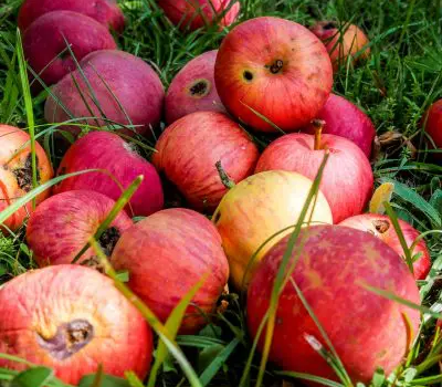 Red apples placed on grass