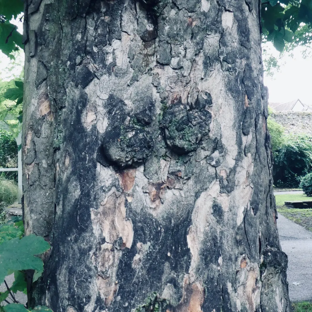 Face in a tree
