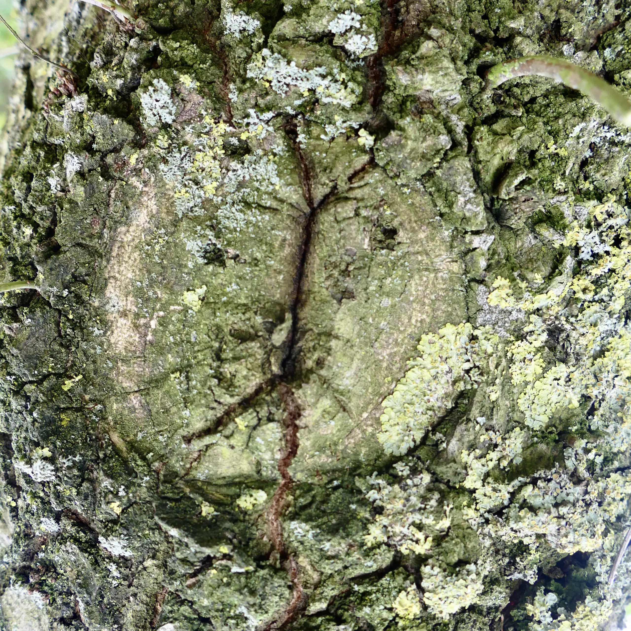 Face in a tree