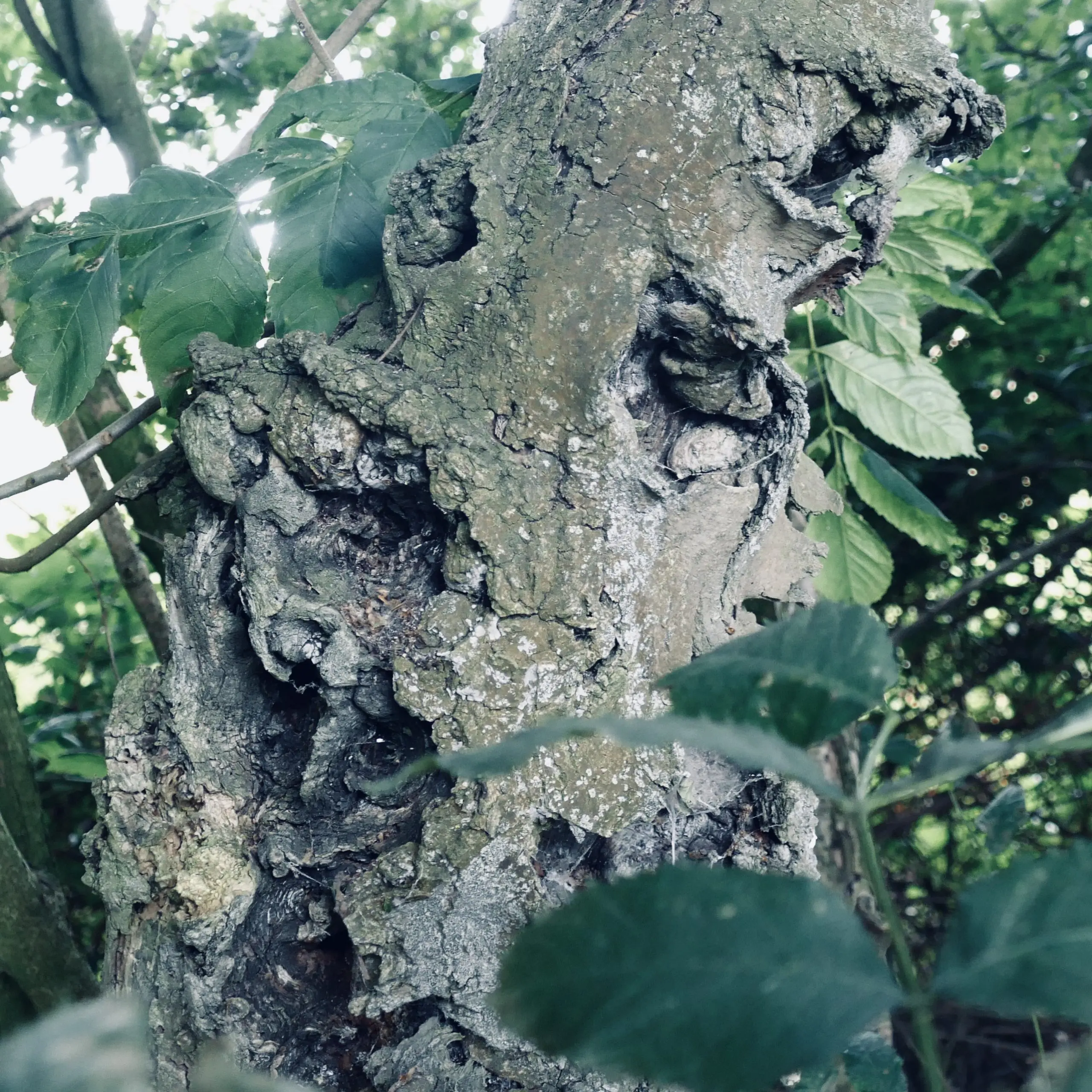 Face in a tree