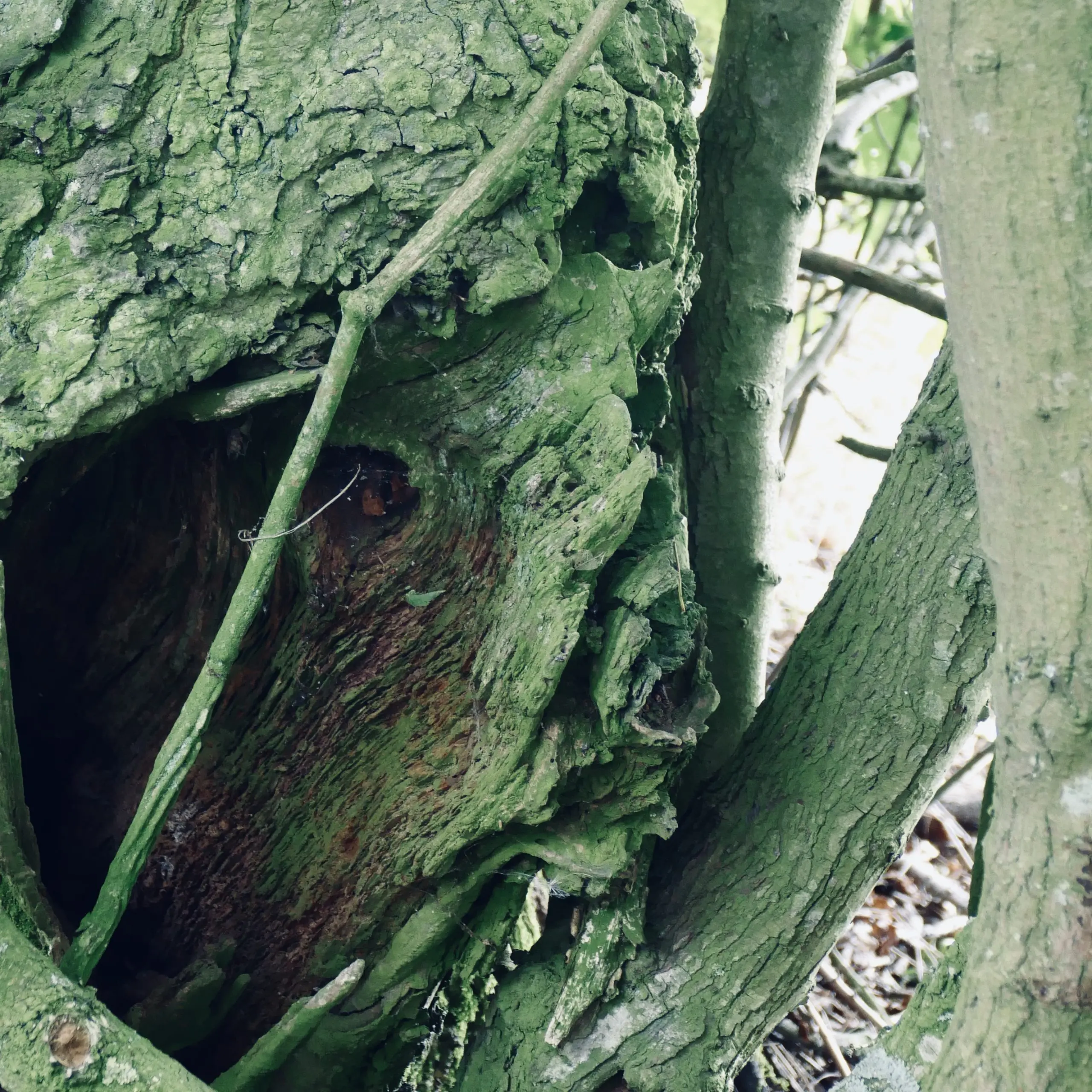 Face in a tree