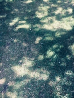 Shadows on ground