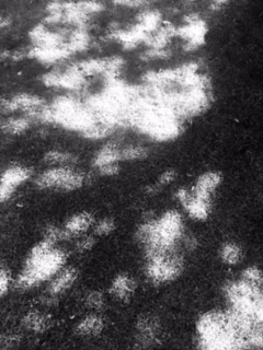 Shadows on ground