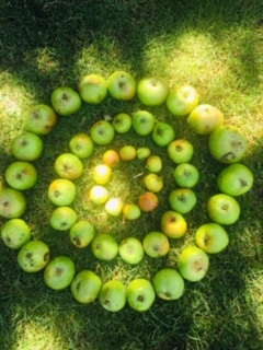 Sprial of green apples in dappled light