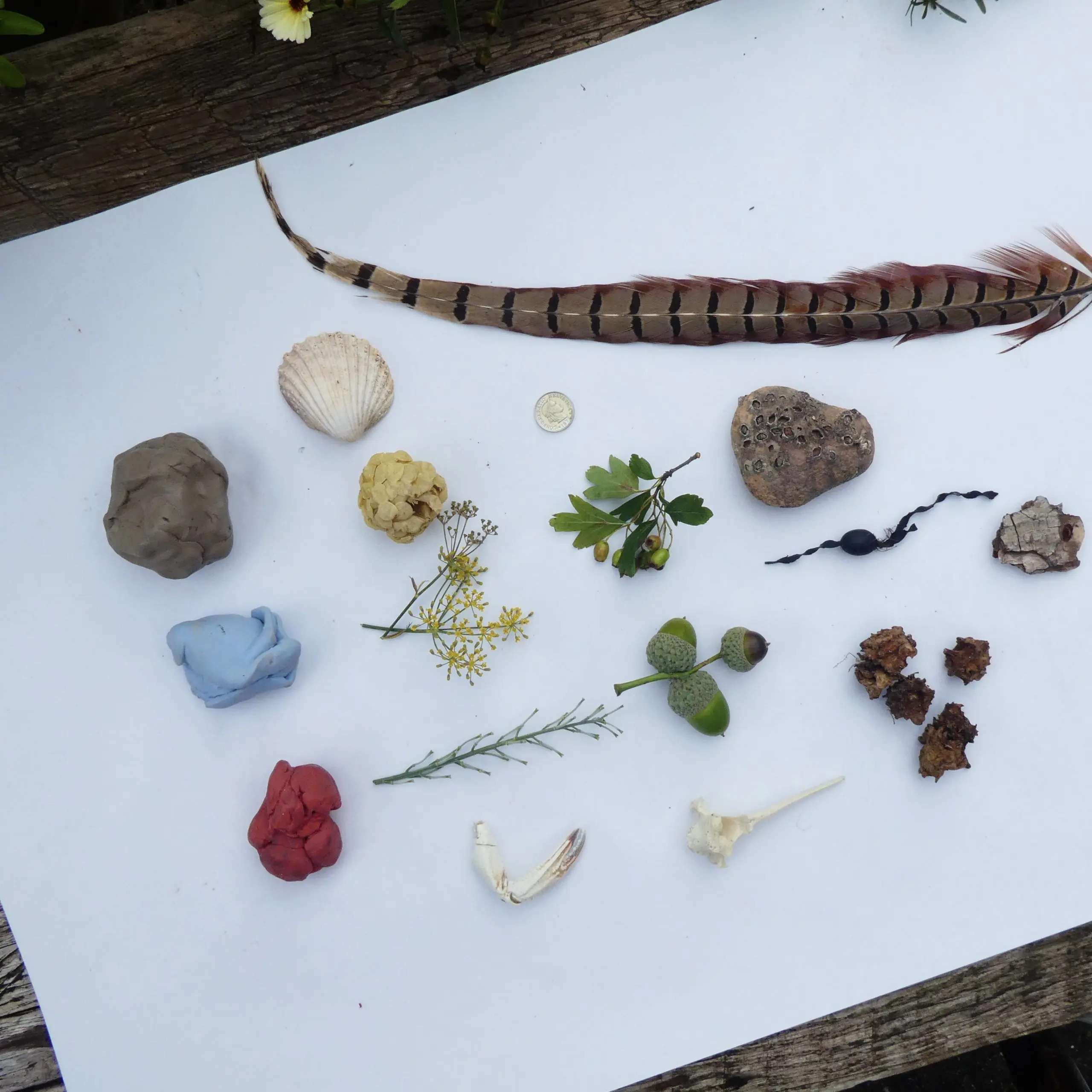 A collection of blutack, seed heads and feathers