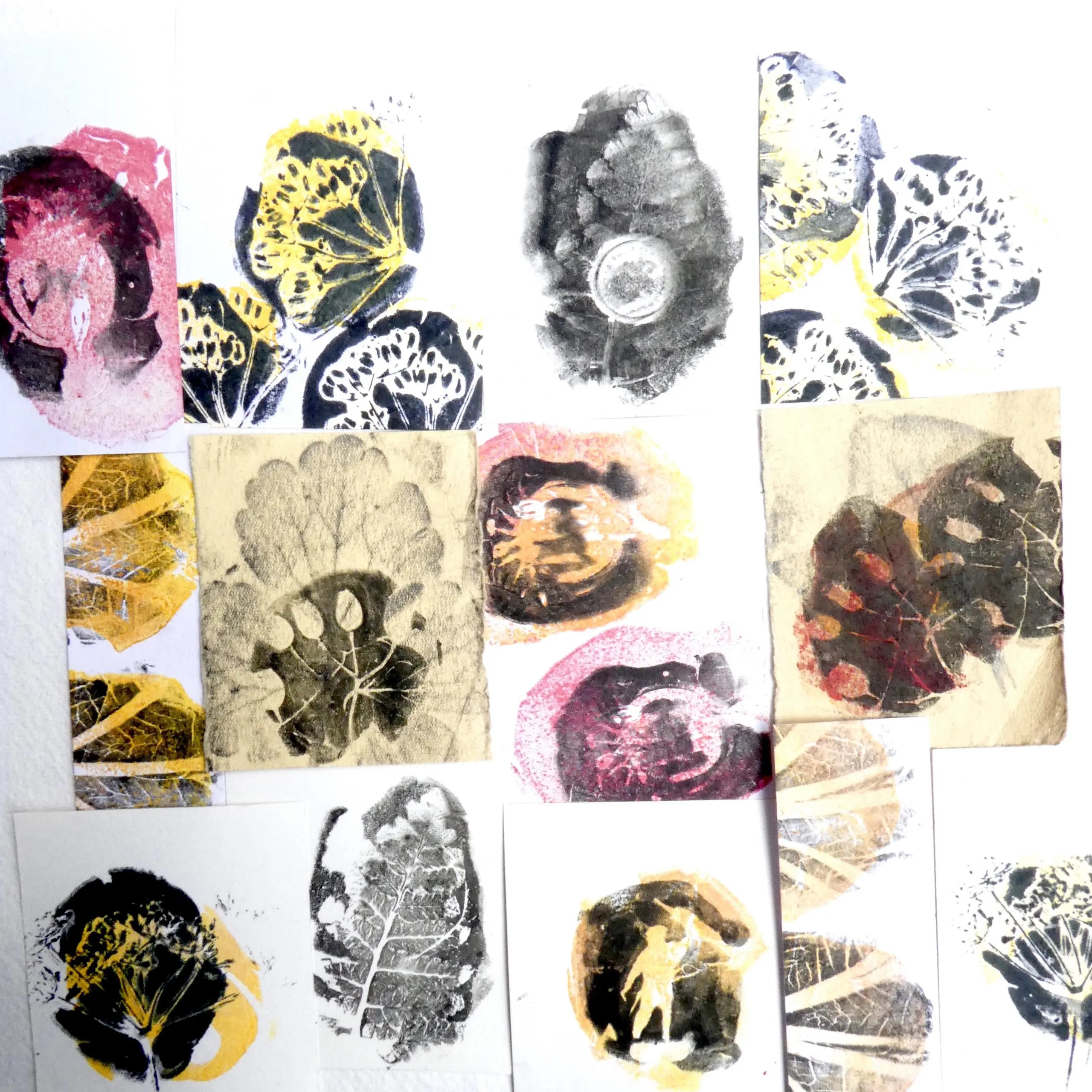 A range of different printed images using leaves and seed heads