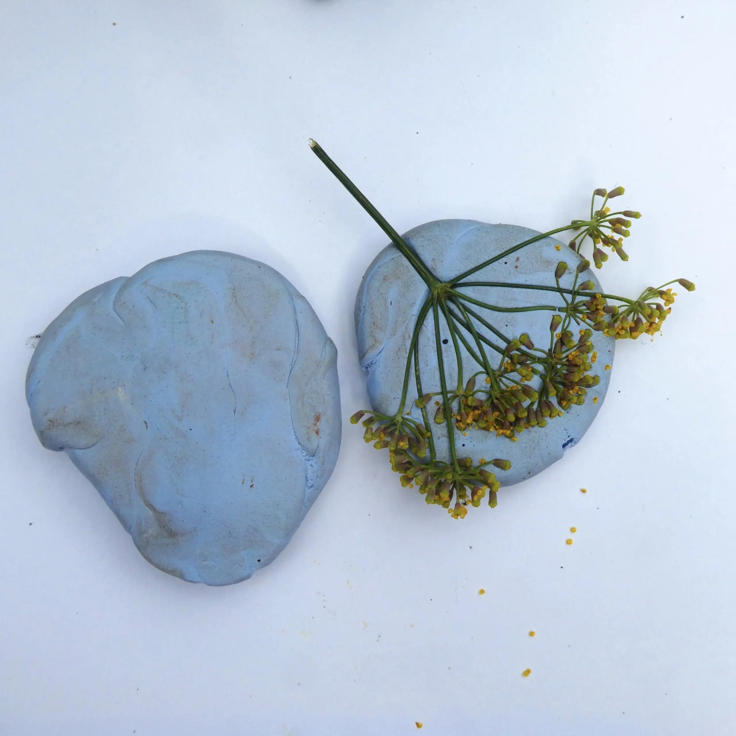 A seed head stuck to a piece of Blutack