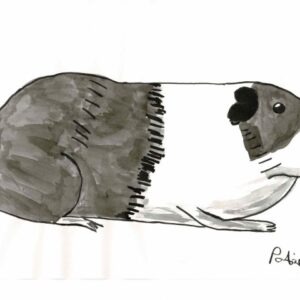 Patrick's guinea pig, black and white print