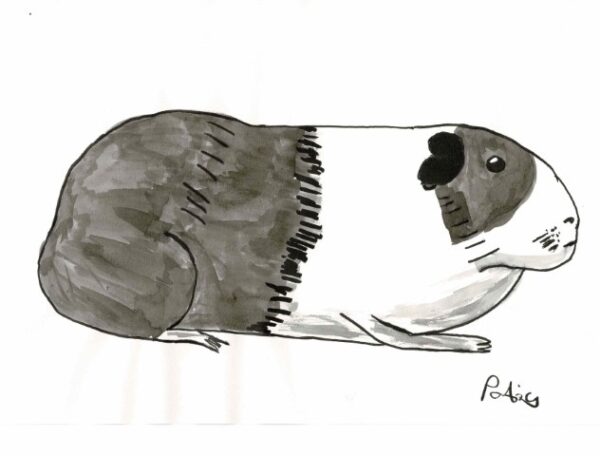 Patrick's guinea pig, black and white print