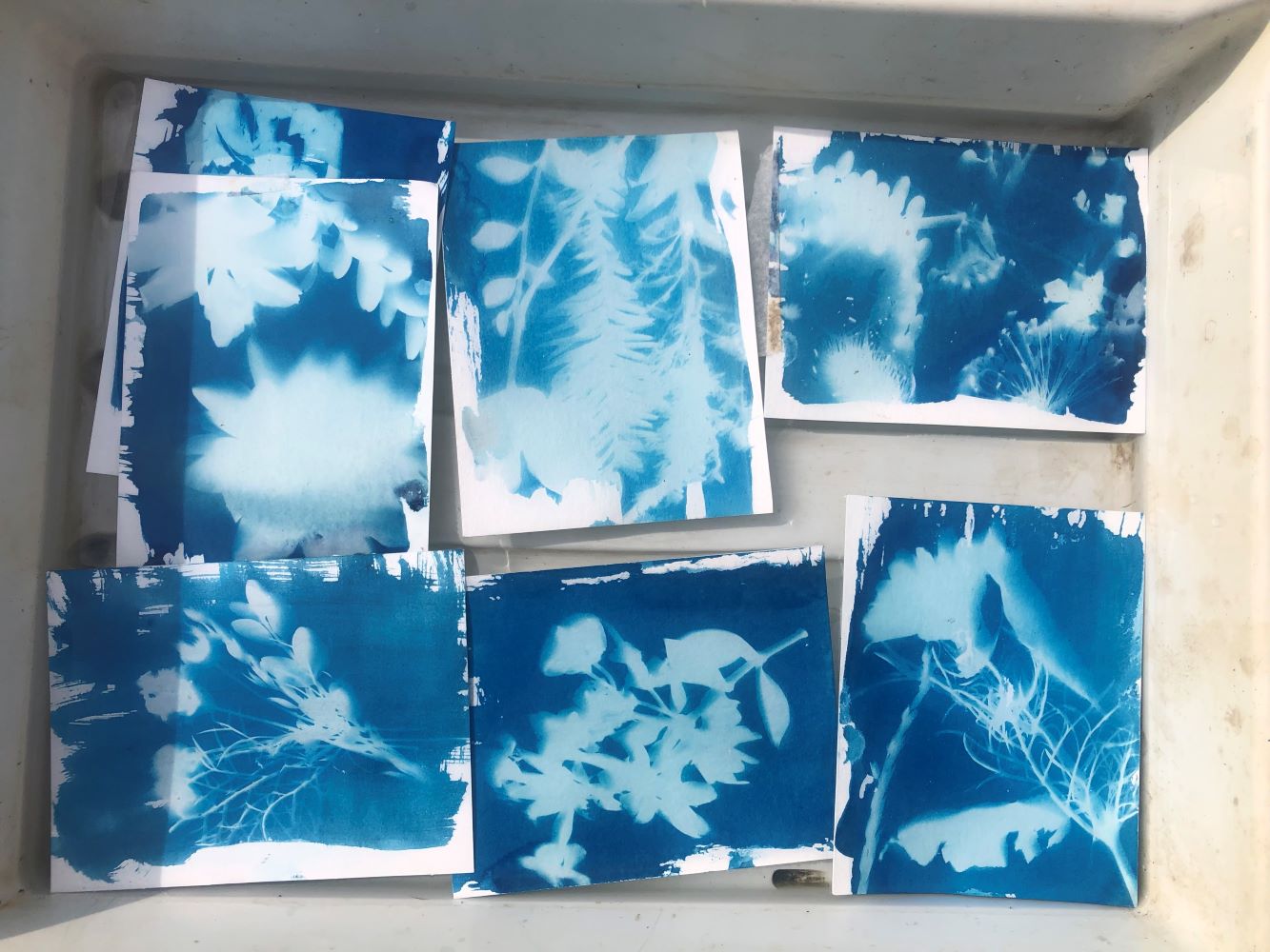 Six blue and white cyanotype prints of wild flowers and grasses
