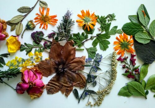 A photograph of leaves and flowers including hawthorn, rosemary, dried red roses, small blue flowers and seed heads and three orange marigold flowers