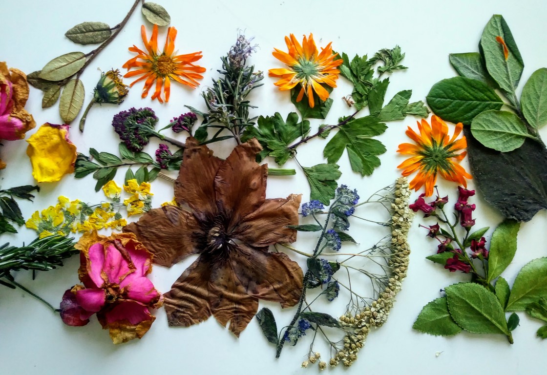 A photograph of leaves and flowers including hawthorn, rosemary, dried red roses, small blue flowers and seed heads and three orange marigold flowers