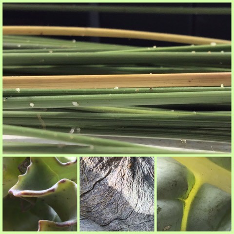 a composite digital photo featuring one large image and three smaller images of green, plant stems