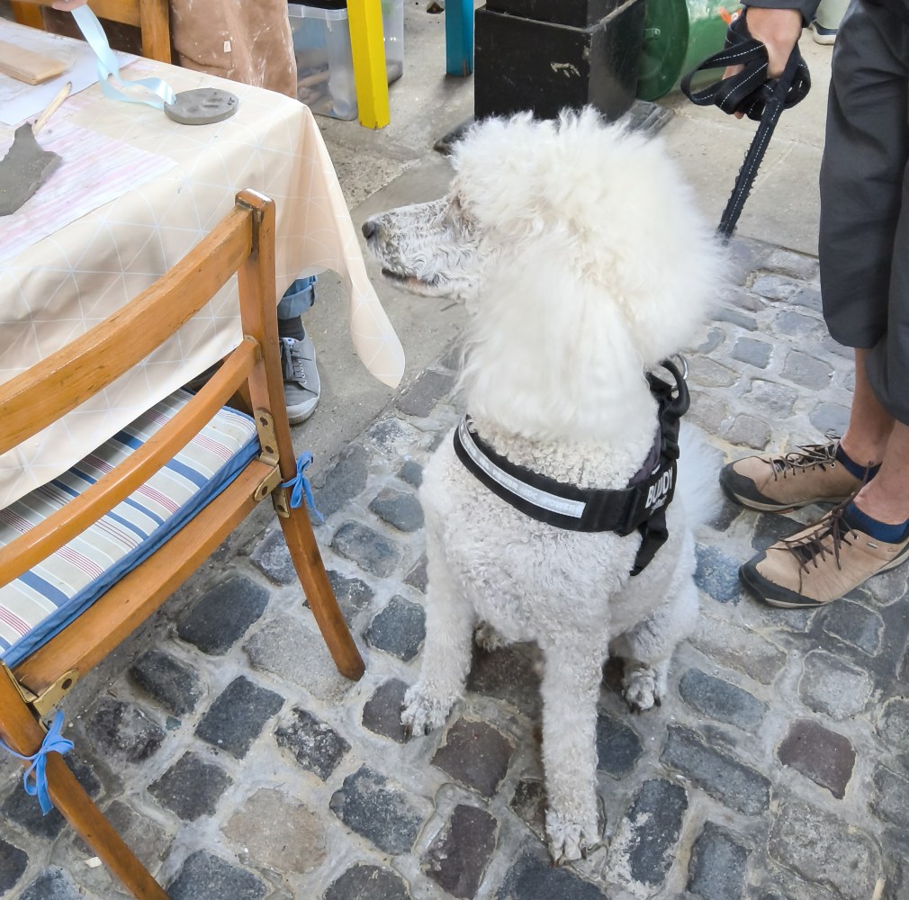 A large white poodle looks towards the clay medal with the imprint of his paw