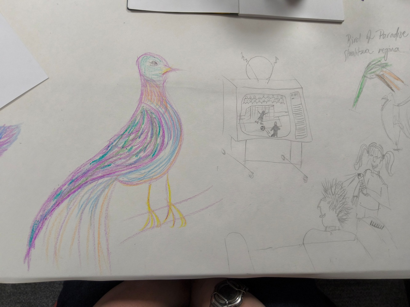 Pencil drawings of a colourful bird, a television, and people watching a football match